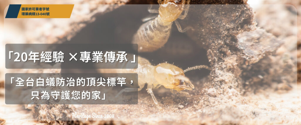 白蟻特寫畫面，呈現白蟻在木頭中的破壞情形