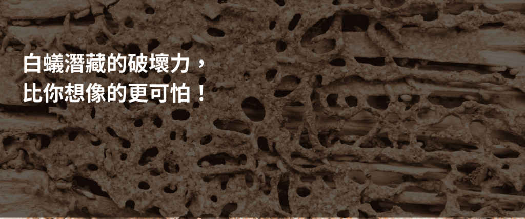 白蟻侵蝕木材結構造成的破壞示意圖，顯示白蟻潛藏破壞力